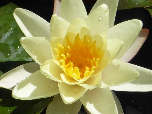 lotus peaceful meditation