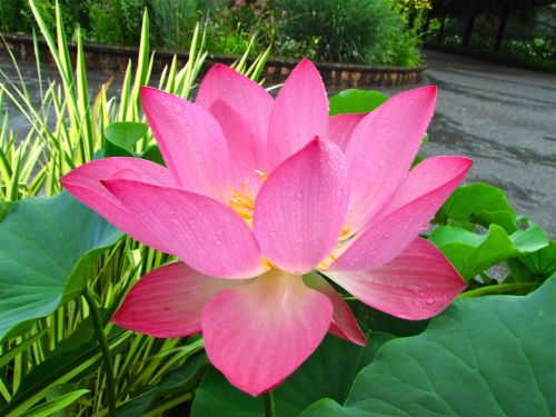 lotus original pink