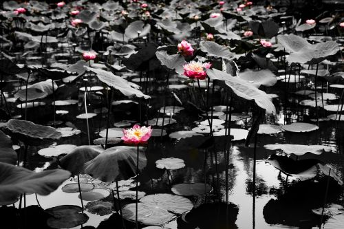 lotus pond water