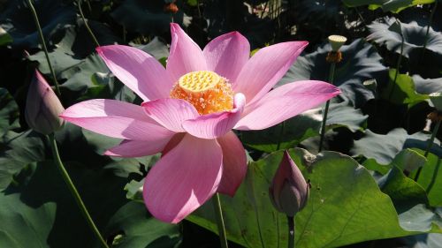 lotus summer good weather