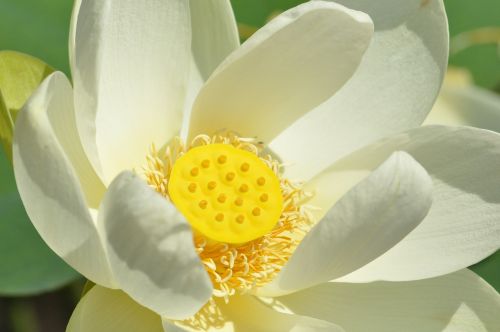 lotus flower biel