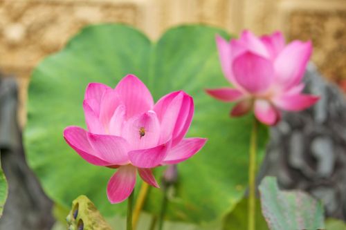 lotus buddha pond