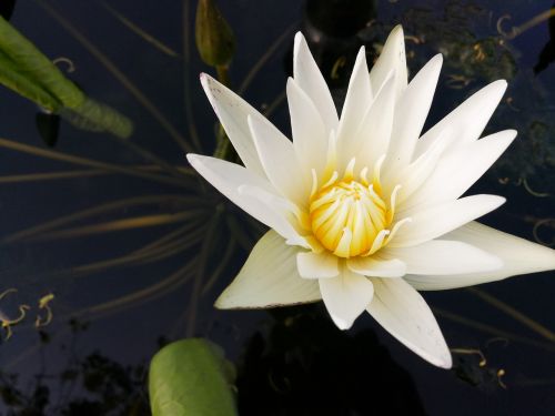 lotus flower white