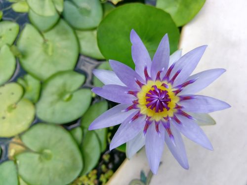 lotus pond purple