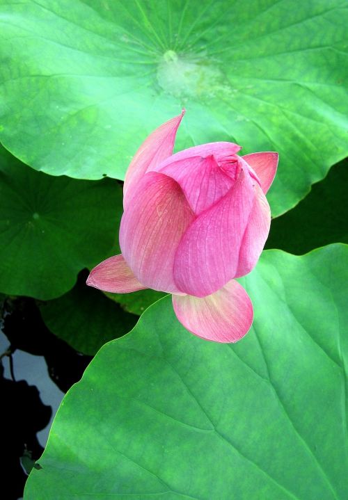 lotus pink lotus leaf
