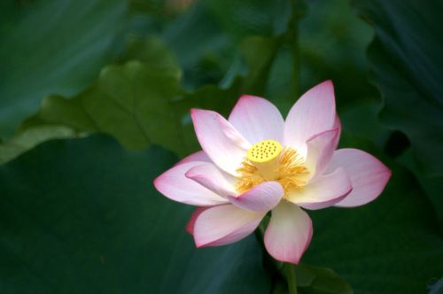 lotus pale pink bloom