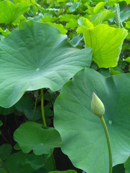 lotus lotus leaf green