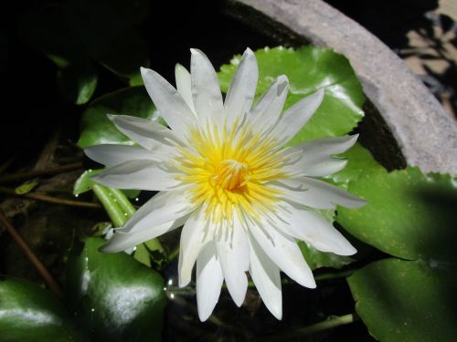 lotus bali indonesia