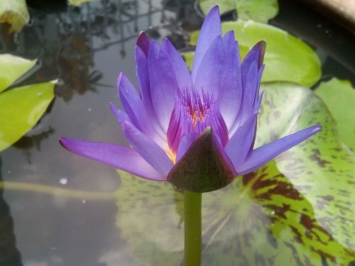 lotus purple lotus refreshing