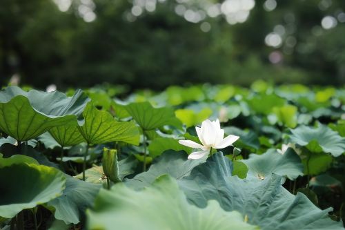 lotus plant hawthorn