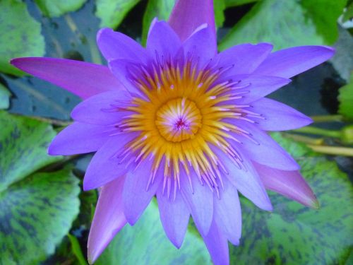 lotus spa flower