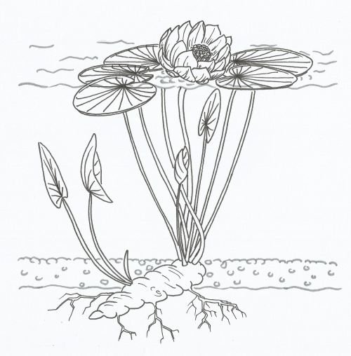 lotus diagram water lily