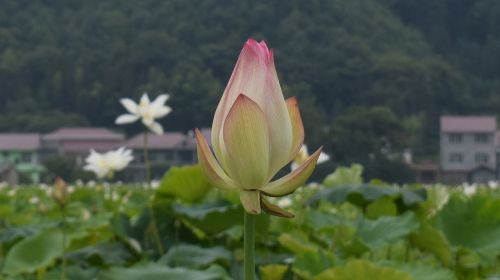 lotus pond country