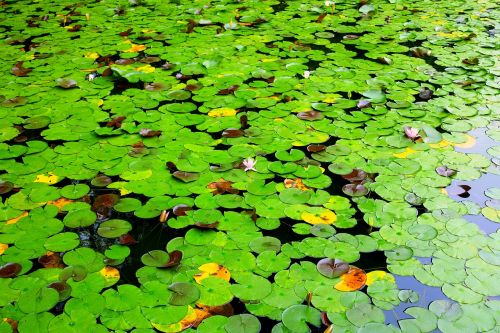 lotus lotus leaf pond