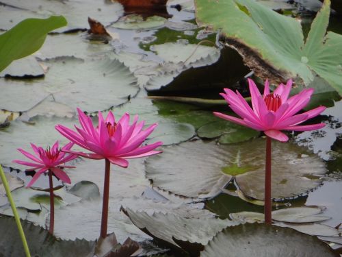 lotus flower pond