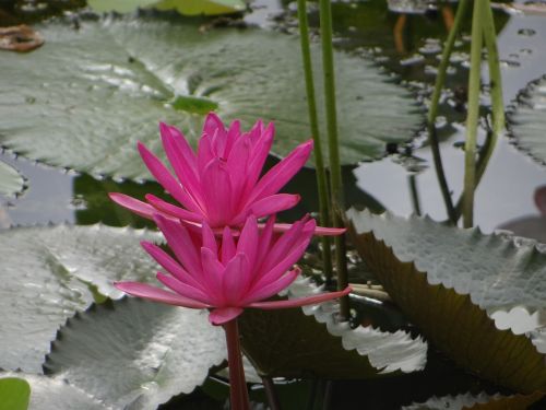 lotus flower pond