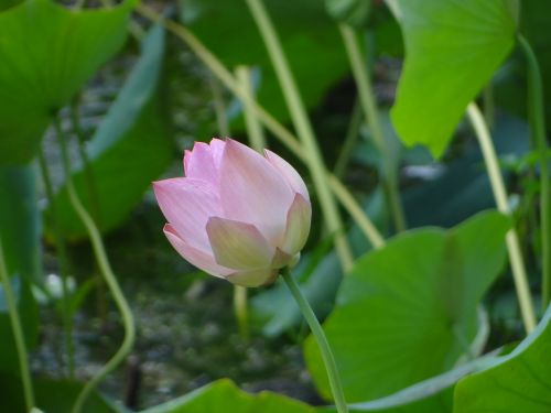 lotus flower pond