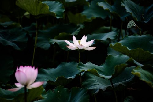 lotus summer canton