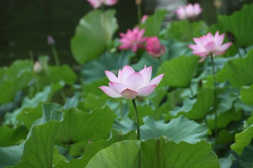 lotus flower lotus leaf