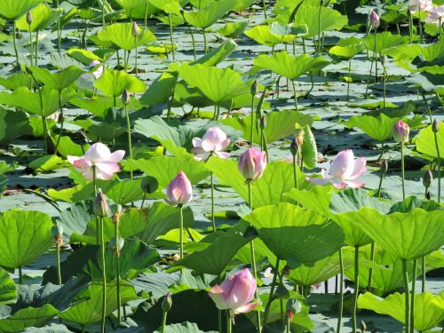 lotus marsh natural