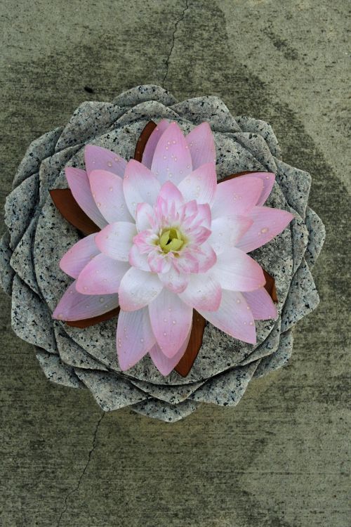 lotus round pink