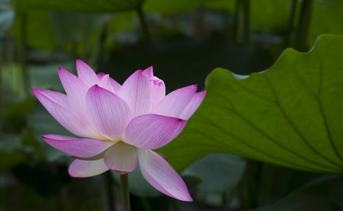 lotus beautiful good