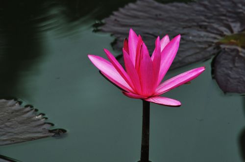 lotus water red