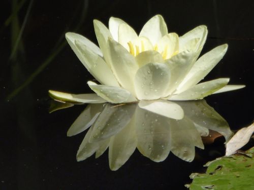 lotus water lily aquatic plant