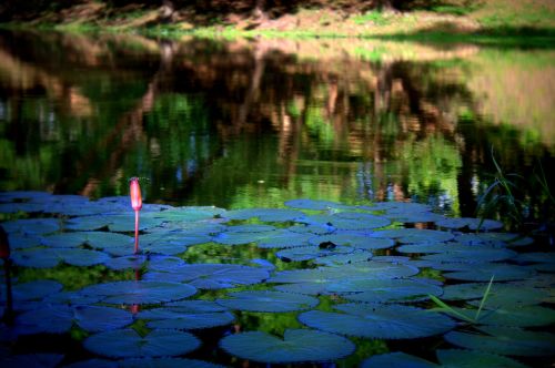 lotus siem reap cambodia