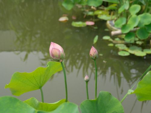 lotus pea coat lin aquatic