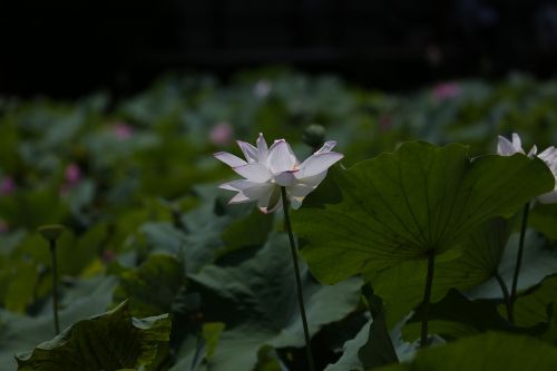 lotus flower botanical garden