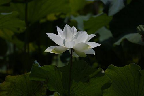 lotus flower botanical garden