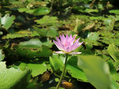 lotus flowering lotus pond