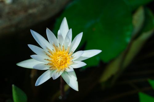 lotus flower flowers