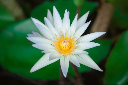 lotus flower flowers