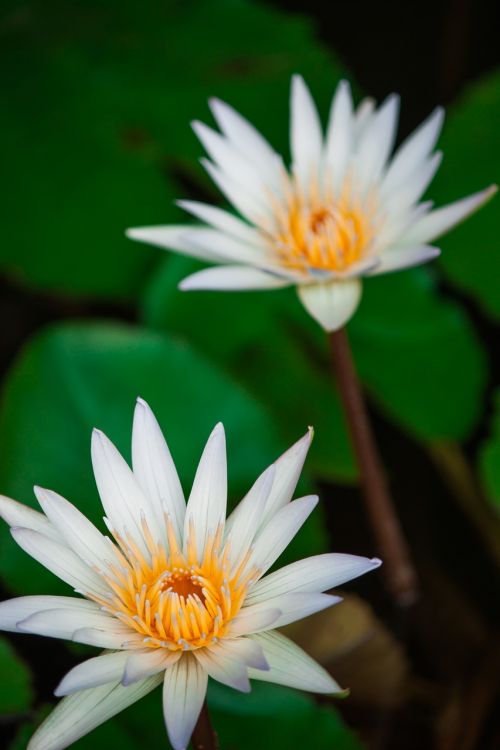 lotus flower flowers