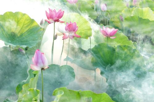 lotus summer fantasy