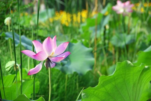 lotus summer