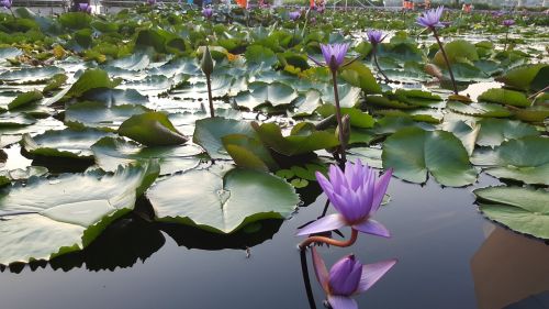 lotus flower plant