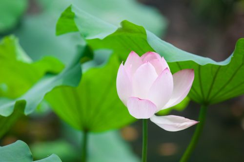 lotus flower pink