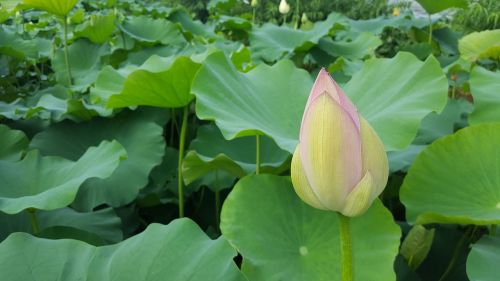 lotus aquatic plants plants
