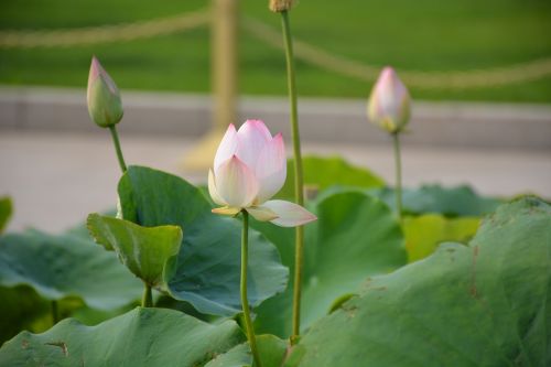 lotus summer lotus leaf