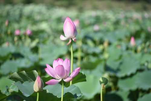 lotus plant flowers