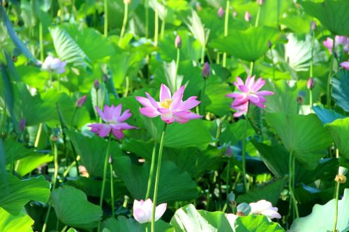 lotus green summer