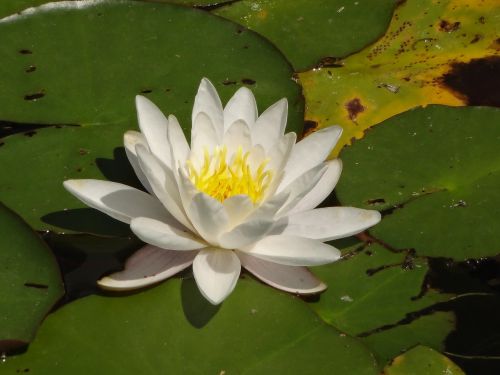 lotus flower macro