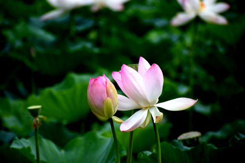 lotus flowers nature