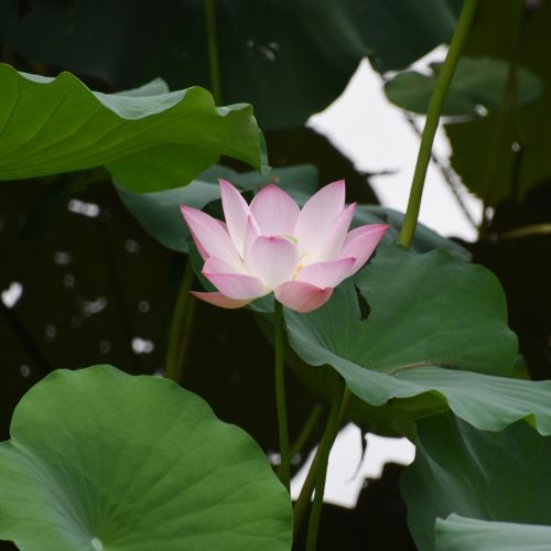 lotus close-up summer