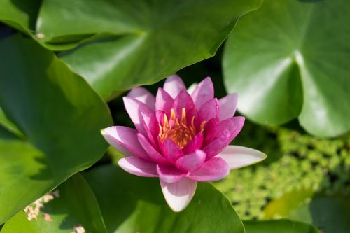 lotus pond