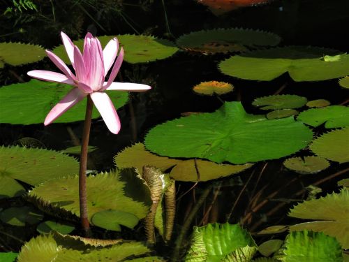 lotus pond pond flower