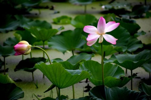 lotus flower nature